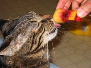 cat licking nectarine thumbnail