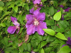 purple morning glory thumbnail